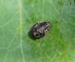 Harmonia conformis