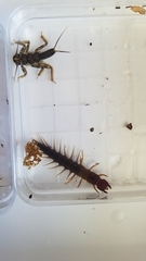 Orohermes crepusculus