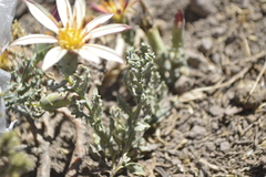 Mutisia sinuata