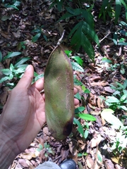 Tachigali versicolor