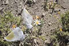 Mutisia sinuata