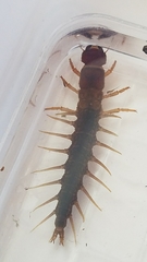 Orohermes crepusculus