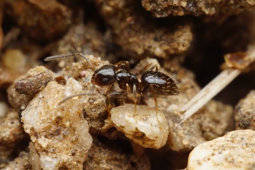 Dark rover ant