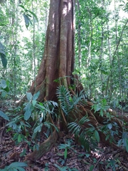 Tachigali versicolor