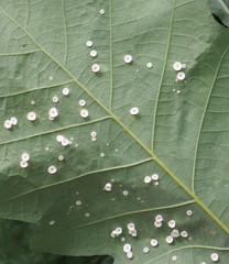 Phylloteras volutellae