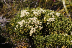 Brunia paleacea
