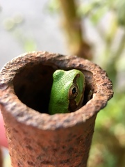 Hyla japonica