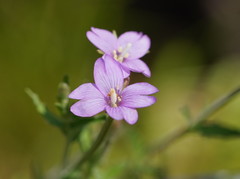 Epilobium gunnianum