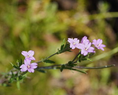 Epilobium gunnianum