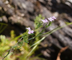 Epilobium gunnianum