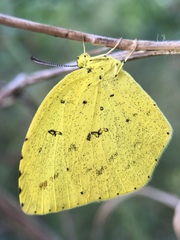 Eurema mandarina