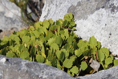 Centella triloba