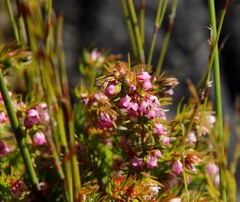 Erica autumnalis