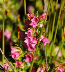 Erica autumnalis