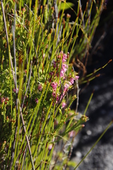 Erica autumnalis