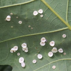 Phylloteras volutellae