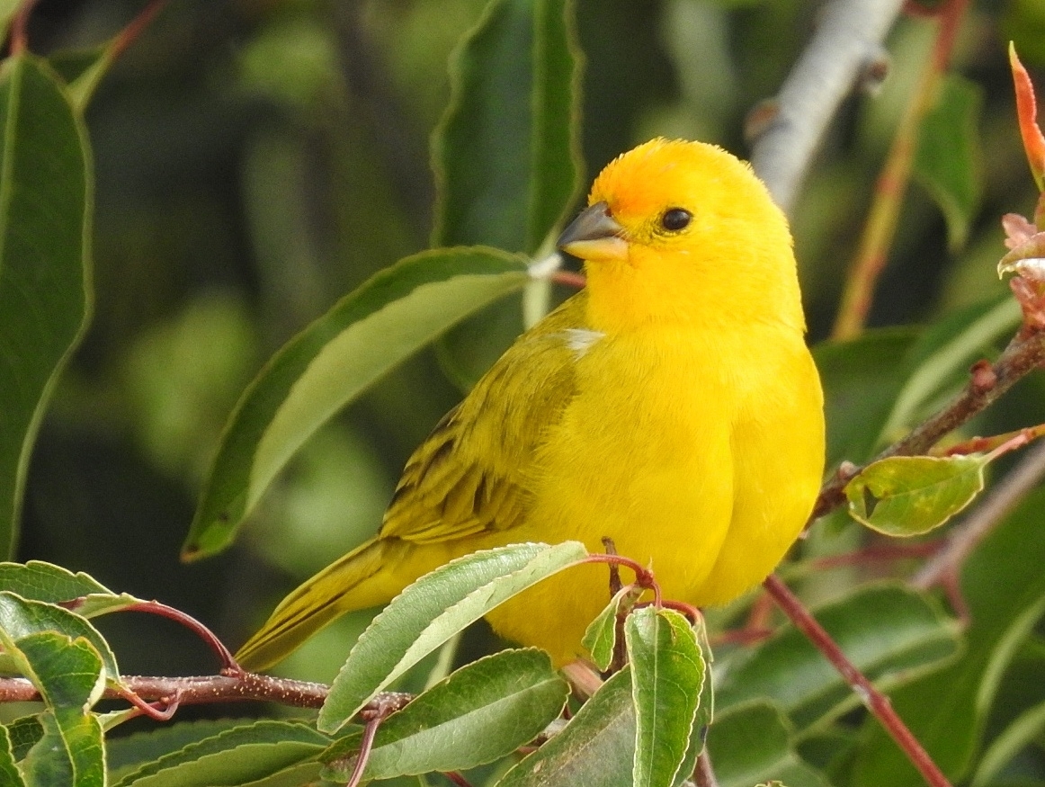 Saffron Finch illustration
