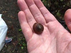 Helminthoglypta arrosa