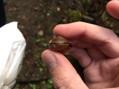 Helminthoglypta arrosa