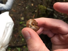 Helminthoglypta arrosa