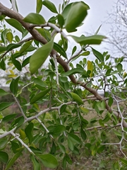 Condalia hookeri
