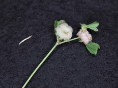 Trifolium eriosphaerum