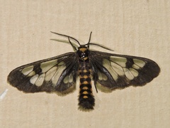 Eressa confinis