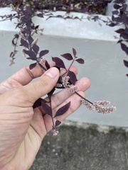 Ouret sanguinolenta