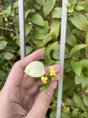 Pseudomussaenda flava