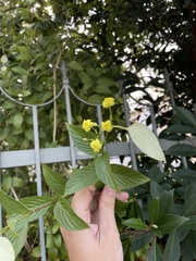 Pseudomussaenda flava