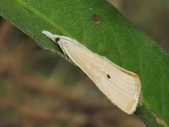 Scirpophaga incertulas