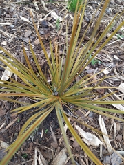 Libertia peregrinans
