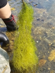 Ceratophyllaceae