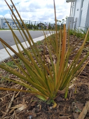 Libertia peregrinans