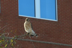 Buteo lineatus