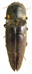 Pyrophorus noctilucus