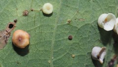 Phylloteras volutellae