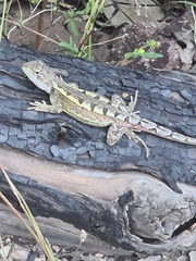Amphibolurinae