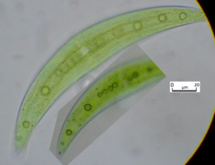 Closterium moniliferum