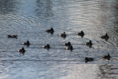 Aythya collaris