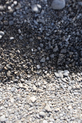 Anoteropsis litoralis