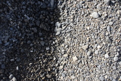 Anoteropsis litoralis