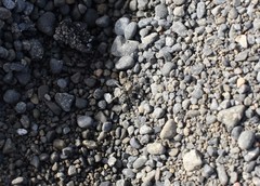 Anoteropsis litoralis