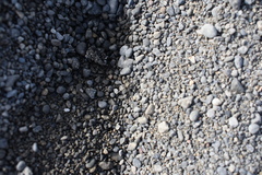 Anoteropsis litoralis