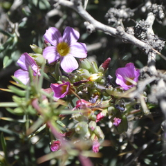 Oxalis squamata