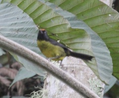 Atlapetes melanolaemus