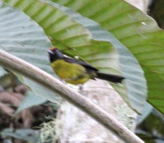 Atlapetes melanolaemus