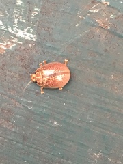 Paropsisterna decolorata