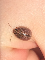 Paropsisterna decolorata