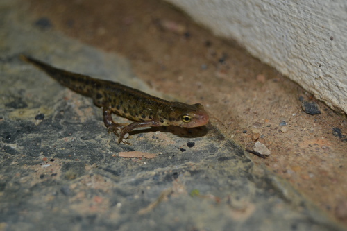 Portuguese Smooth Newt, photo 3 of 10